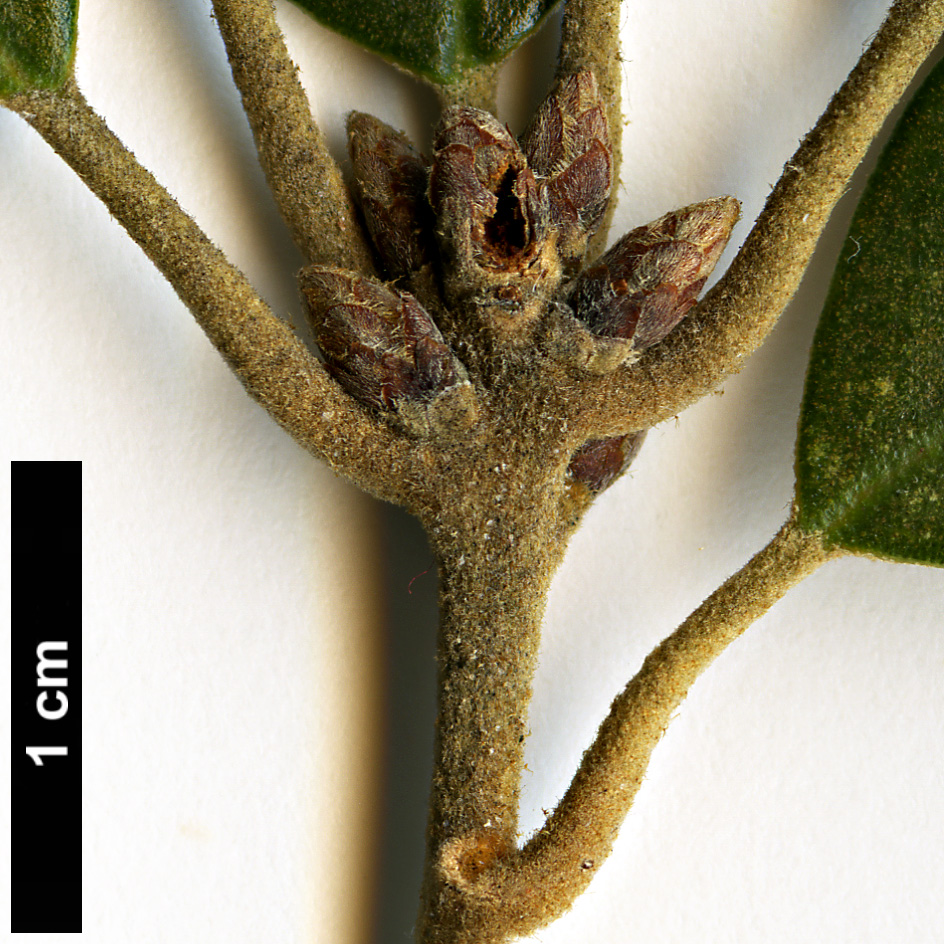 High resolution image: Family: Fagaceae - Genus: Quercus - Taxon: gilva